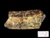 藏品(象牙化石)的圖片